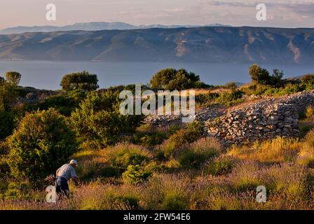 Lavender harvest on island Hvar, Dalmatia, Croatia Stock Photo