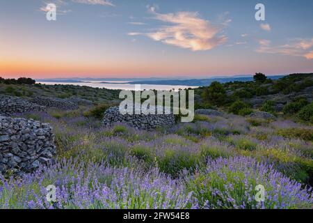 Lavender fields on island Hvar, Dalmatia, Croatia Stock Photo