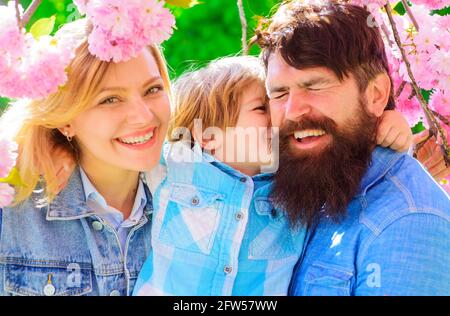 Mother, father and small son together in blooming sakura park. Tourist family walk in spring garden. Stock Photo