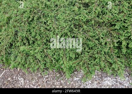 Common juniper Creeping Juniper Juniperus Green Carpet Stock Photo