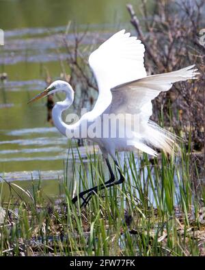 Great Egret flying over the swamp, Quebec, Canada Stock Photo