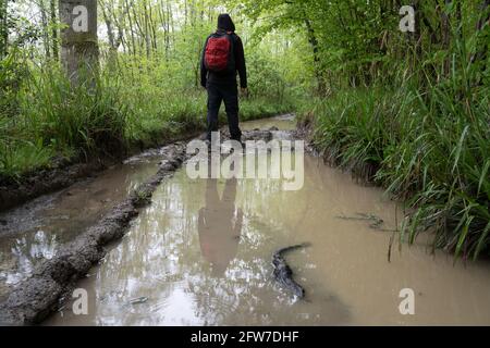 A male hiker with rucksack back to camera. Standing on a track, reflecting in a muddy puddle. On wet day in a summer woodland. Herefordshire, UK Stock Photo
