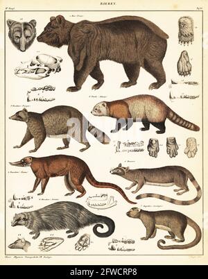 1 brown bear, Ursus arctos, Baer, 2 raccoon, Procyon lotor, Waschbaer, 3 red panda, Ailurus fulgens, Panda, 4 South American coati, Nasua nasua, Nasenbaer, 5 ring-tailed cat, Bassariscus astutus, Bassaris, 6 binturong, Arctictis binturong, Arctitis, Ohrenbaer, 7 kinkajou, Potos flavus, Cercoleptes, Augenbaer. Handcoloured lithograph by C. Mayer from Lorenz Oken's Universal Natural History, Allgemeine Naturgeschichte fur alle Stande, Stuttgart, 1841. Stock Photo