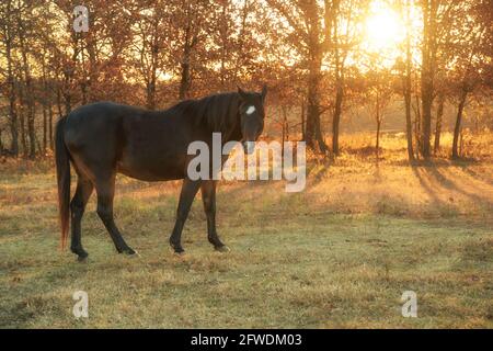 Dark bay Arabian horse in pasture on a late fall morning, with light of rising sun filtering through trees behind him Stock Photo