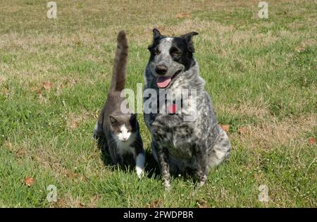 Black and white spotted dog sitting in grass, with a grey and white cat confidently walking to her Stock Photo