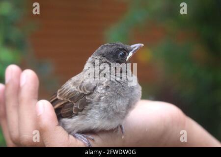 Close up shot of gray and black color baby bird on a hand with a blurred background Stock Photo