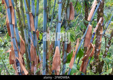 Himalayacalamus hookerianus is commonly called Himalayan Blue Bamboo. Stock Photo