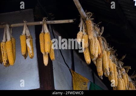 Yellow Dried Corn Stalks stored for sowing again in next season. Stock Photo