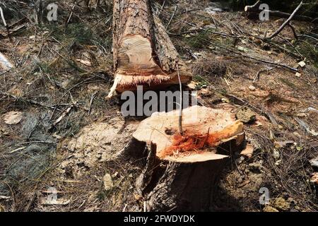 Log on the ground in pine forest, The stumps and the trees were cut down in Thailand Stock Photo