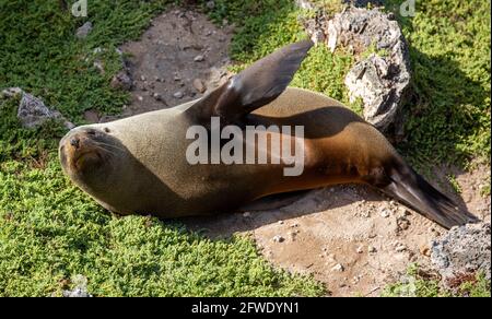 fur Seal sunning itself on Kangaroo Island South Australia on May 8th 2021 Stock Photo