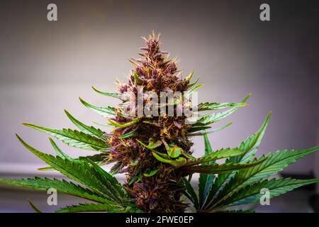 Amazing Detail Marijuana Bud Growing on Indoor - Cannabis Plant Close Up Blurry grey Background Stock Photo