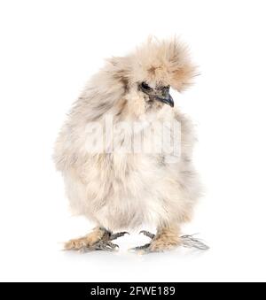 splash Silkie in front of white background Stock Photo