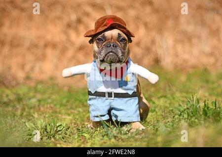 Cute Funny French Bulldog dog wearing cowboy full body Halloween costume with hat and fake arms Stock Photo