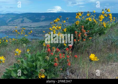 Red Indian Paintbrush and yellow Balsamroot flowers bloom at the Tom McCall Preserve, overlooking the Columbia River Gorge with a view of Mt. Adams. Stock Photo