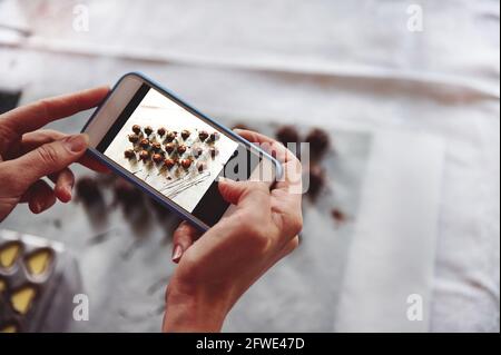 Closeup of hands holding mobile phone and making photography of delicious chocolate pralines on a white tablecloth. Mobile phone in live view regime. Stock Photo