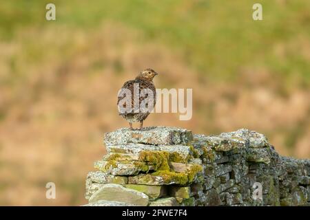Black Grouse female or hen. Scientific name: Tetrao tetrix.  Stood on a drystone wall covered in moss and lichen.  Natural moorland habitat in Upper S Stock Photo