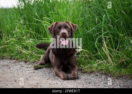 Labrador Retriever Stock Photo