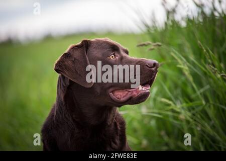 Labrador Retriever Stock Photo