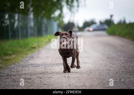 Labrador Retriever Stock Photo