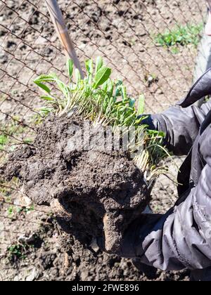 gardener holds freshly dug horseradish plant with roots and clods of earth in garden on sunny spring day Stock Photo
