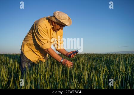 Senior farmer is examining his growing wheat field. He is happy because of successful sowing. Stock Photo