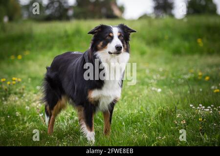 Australian Shepherd Stock Photo
