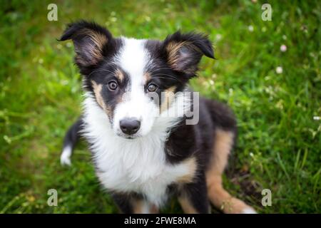 Border Collie puppy Stock Photo