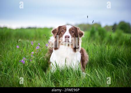 Australian Shepherd Stock Photo