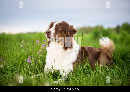 Australian Shepherd Stock Photo