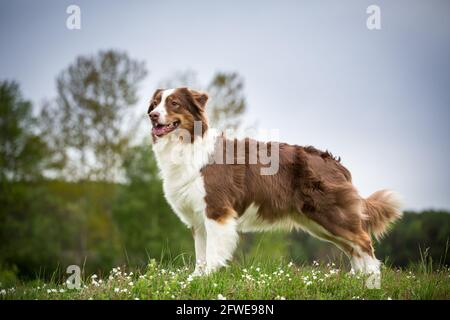 Australian Shepherd Stock Photo