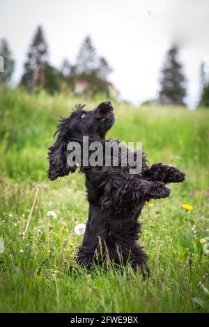English Cocker Spaniel doing tricks Stock Photo