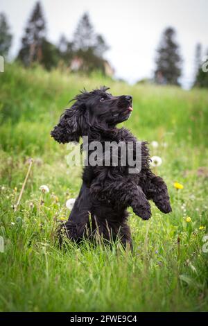 English Cocker Spaniel doing tricks Stock Photo