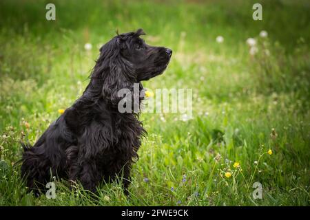 English Cocker Spaniel Stock Photo
