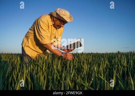 Senior farmer is examining his growing wheat field. He is happy because of successful sowing. Stock Photo