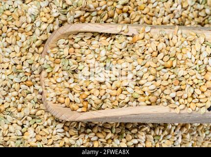 top view of wood scoop on pile of unhulled foxtail millet seeds closeup Stock Photo