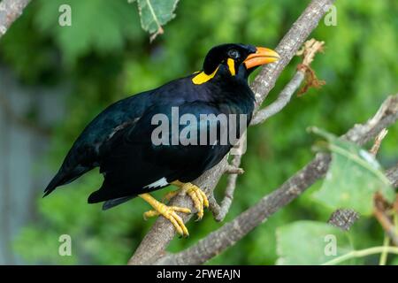 A common hill myna (Gracula religiosa), or 'mynah' the hill myna or myna bird perched close up on branch. Stock Photo