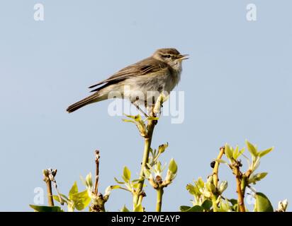 Willow Warbler (Phylloscopus trochilus) perched on a twig Isle of Colonsay,  Inner Hebrides, Scotland. Stock Photo