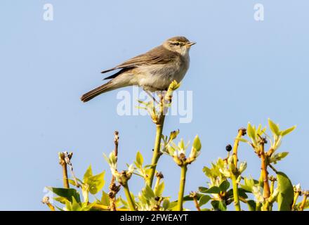 Willow Warbler (Phylloscopus trochilus) perched on a twig Isle of Colonsay,  Inner Hebrides, Scotland. Stock Photo