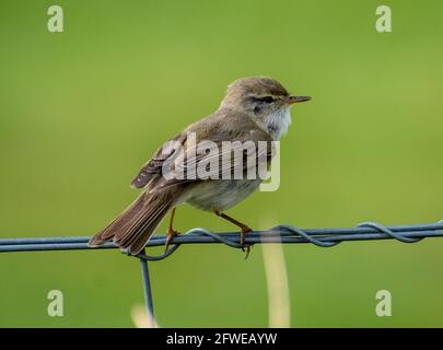 Willow Warbler (Phylloscopus trochilus) perched on a fence wire, Isle of Colonsay,  Inner Hebrides, Scotland. Stock Photo
