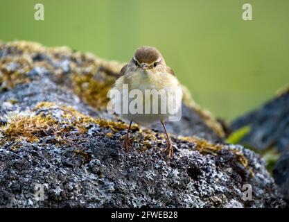 Willow Warbler (Phylloscopus trochilus) perched on a rock, Isle of Colonsay, Inner Hebrides, Scotland. Stock Photo