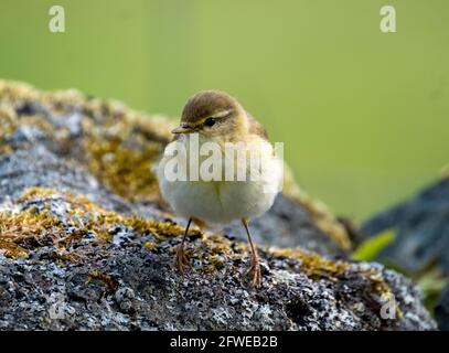 Willow Warbler (Phylloscopus trochilus) perched on a rock, Isle of Colonsay, Inner Hebrides, Scotland. Stock Photo
