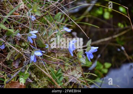 Leberblümchen, gewöhnliches Leberblümchen, dreilappiges Leberblümchen, Frühling, klein, zierlich, Blume, Blüte, Gebirge, Hochgebirge, violett, Windrös Stock Photo