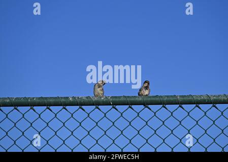 Two Eurasian tree sparrows perched on a dirty green chain-link fence, with bright blue sky in the background Stock Photo
