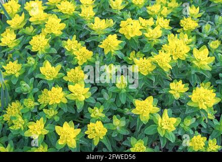 Yellow-green flowers of Euphorbia myrsinites or myrtle spurge in a spring garden. Stock Photo
