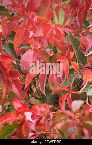 Two red ripe apples with rain water behind red leaves on a fall day in Germany. Stock Photo