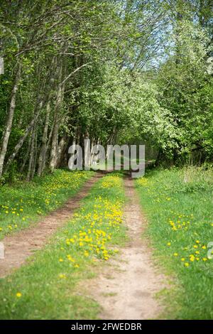 Dirt road going through the blossoming large shrubs and dandelions during the spring time. Stock Photo