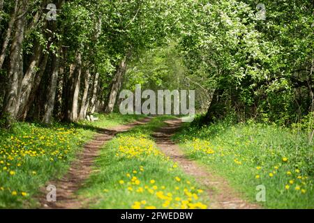 Dirt road going through the blossoming large shrubs and dandelions during the spring time. Stock Photo