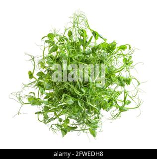 Fresh microgreens of pea isolated on white background Stock Photo