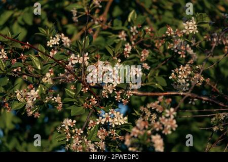 flowering cherry bush. small white inflorescences on a branch in spring or summer. Soft focus Stock Photo
