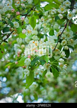 Pretty white blossom on a crab apple tree Stock Photo